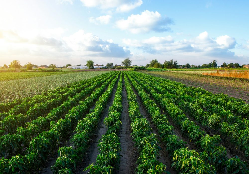 A farm field planted with pepper crops.
