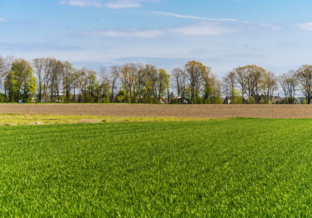 Green farmers field. Rural landscape
